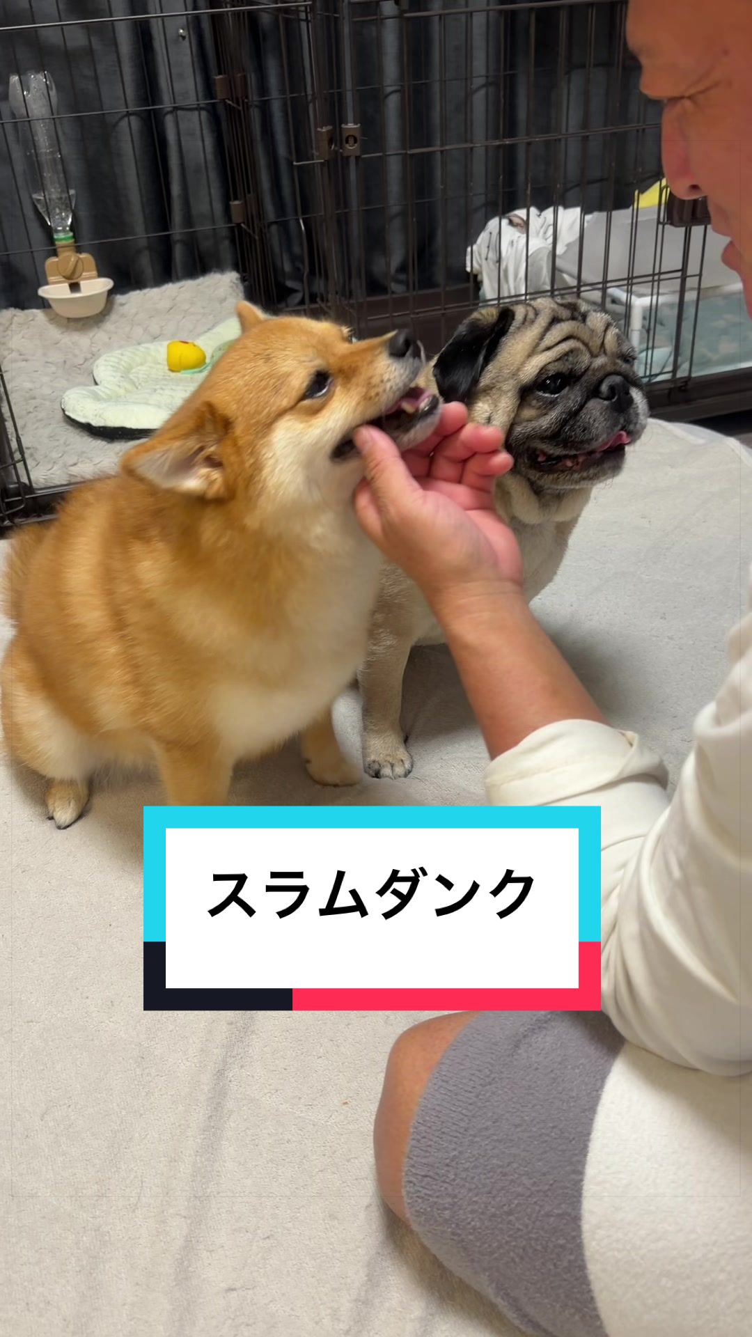 @🐶とん&ぺっぺこぺー🦊