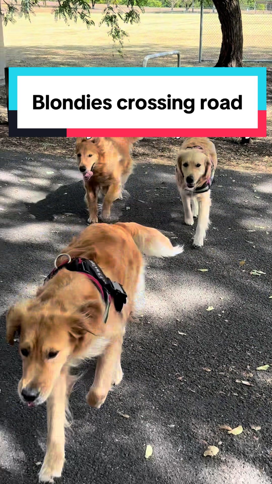 @3goldenretriever