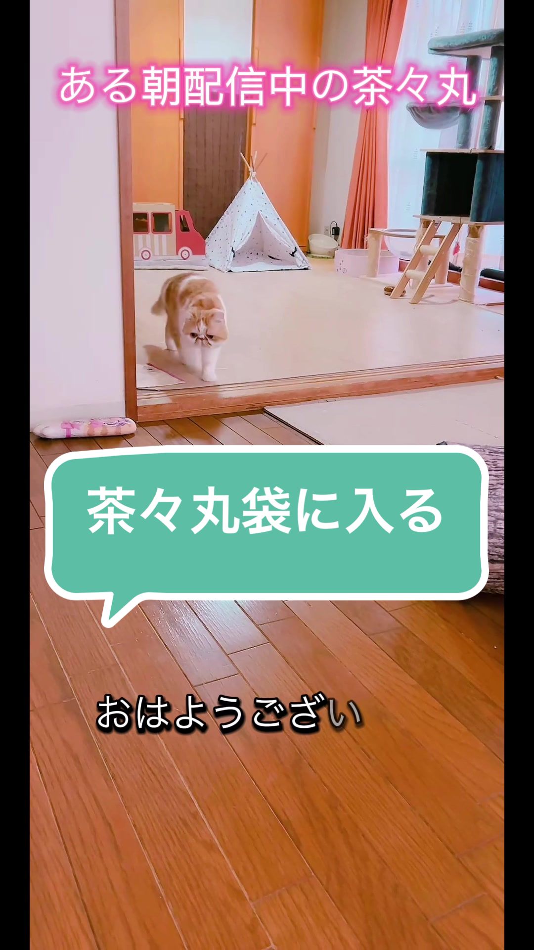 @chataro🐾🍯family
