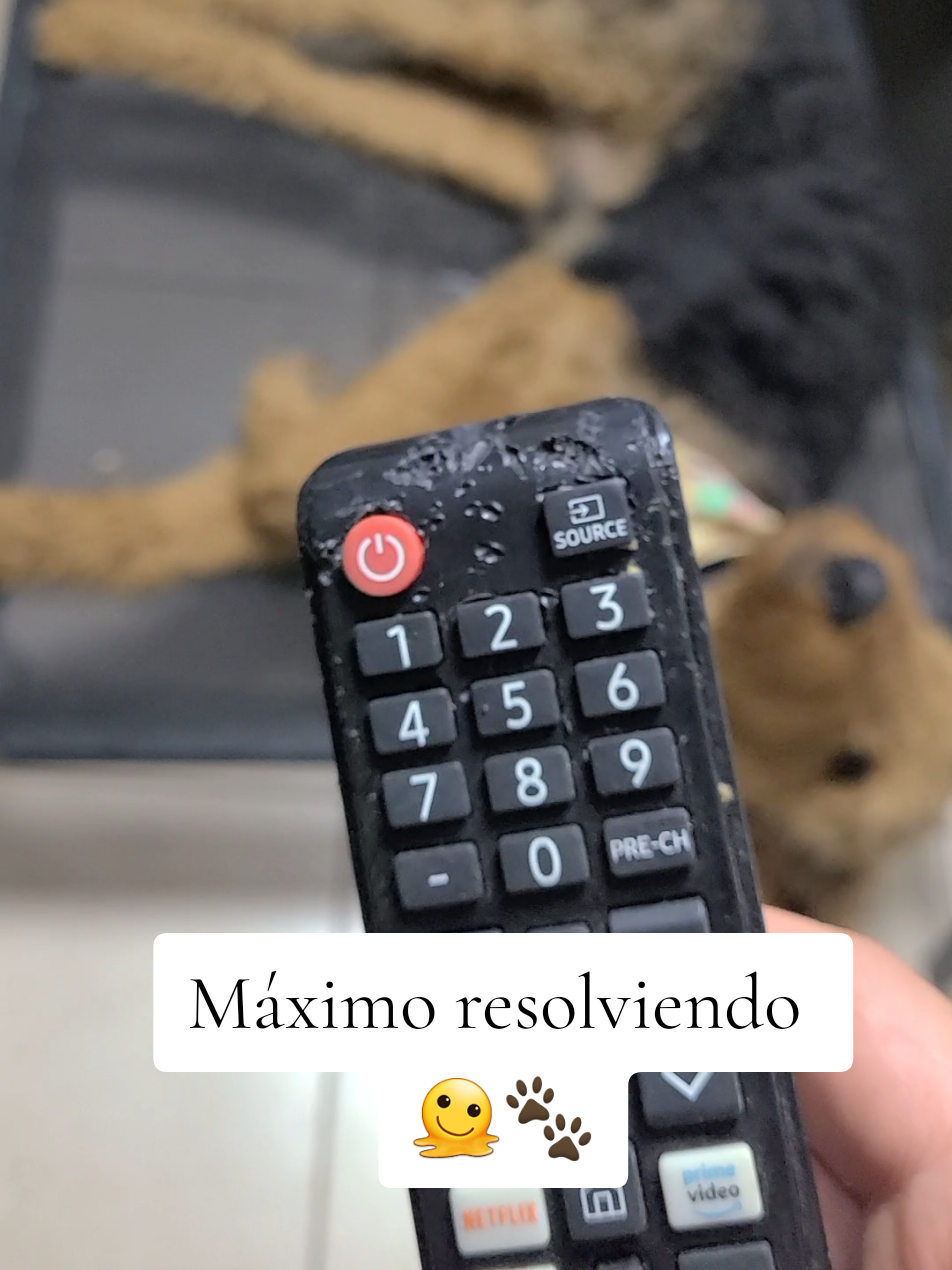 @Trufa Y Máximo🐾Airedales