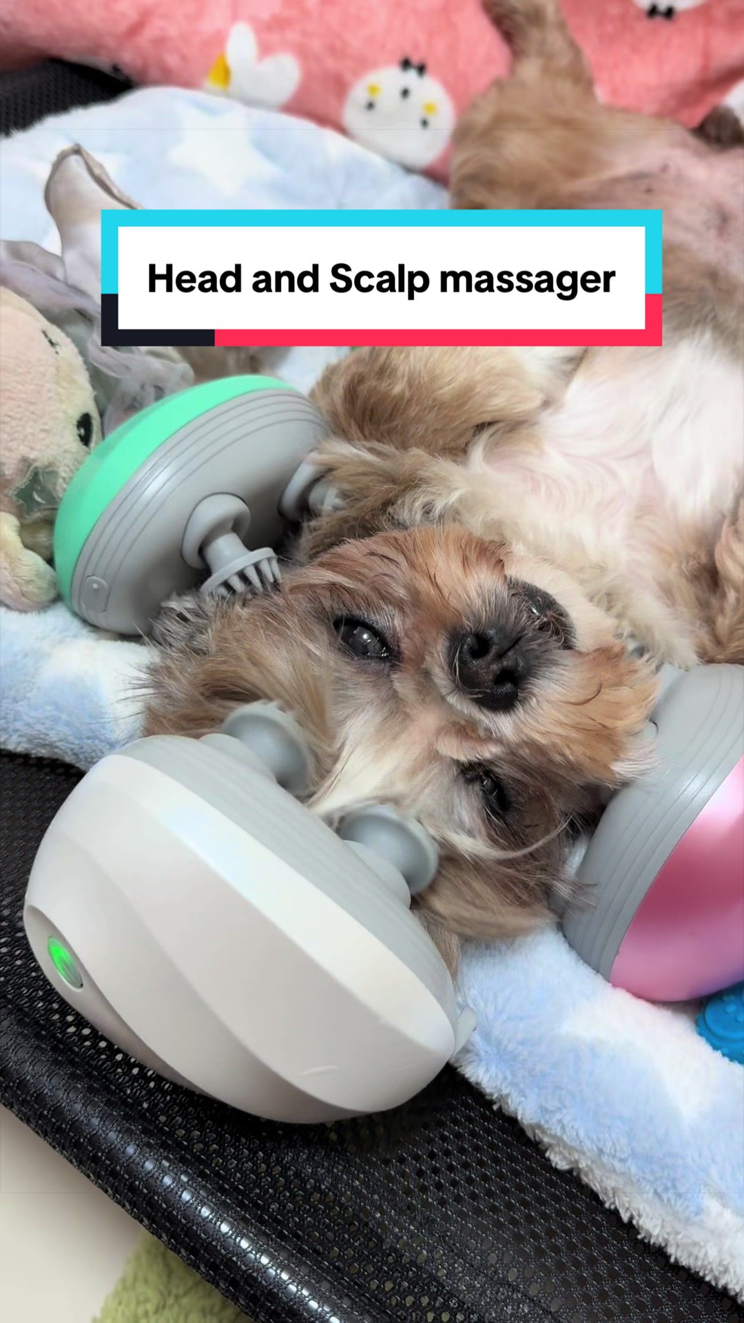@Nella and Lucky the Shih🐶