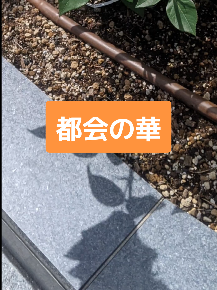 @向日葵