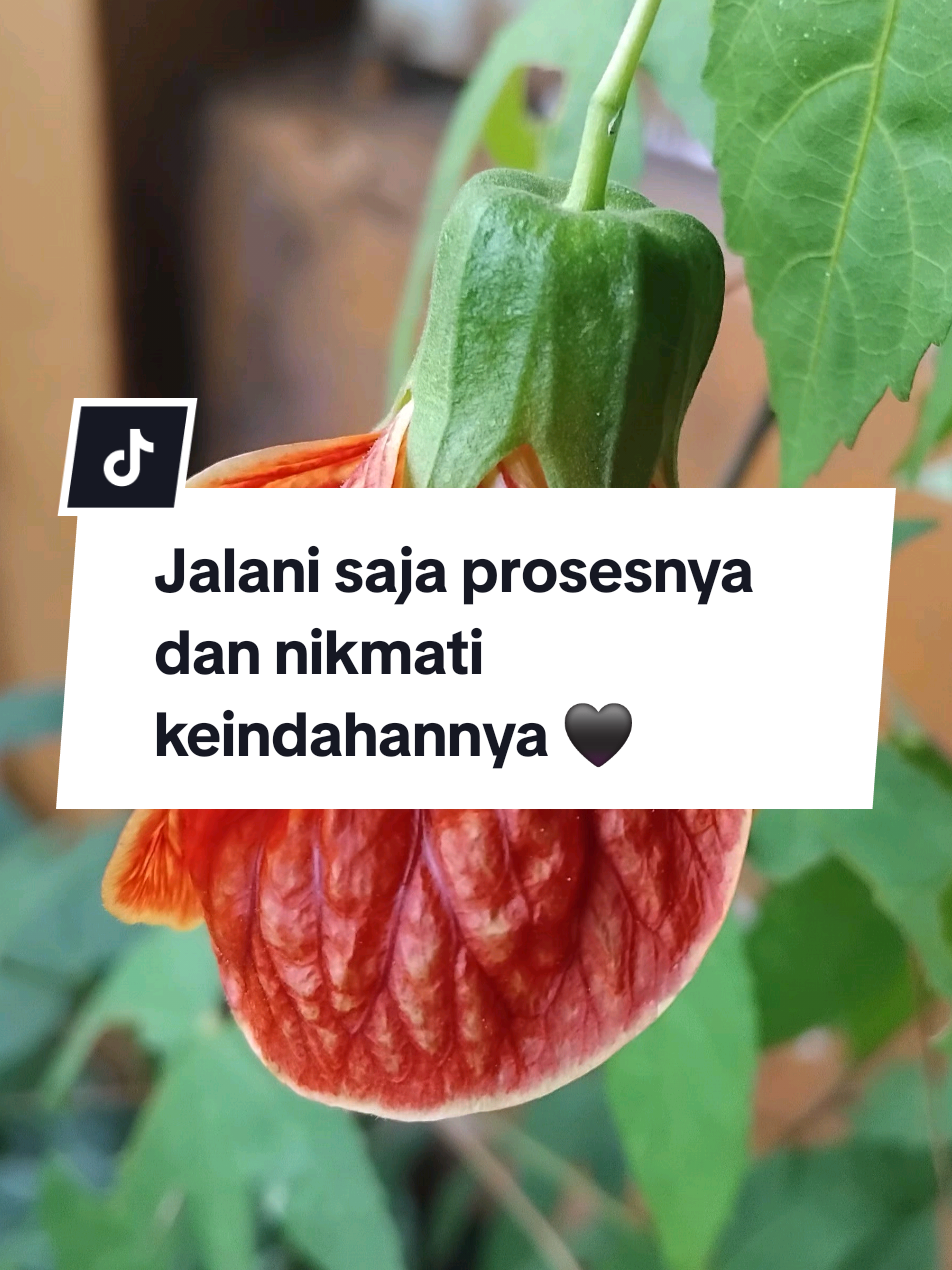 @Hayati Mummiey