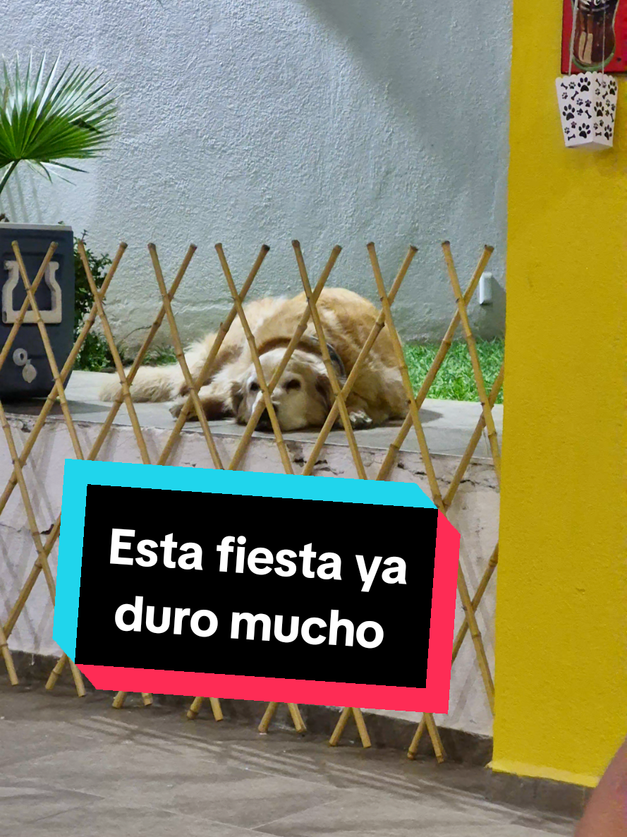 @Soy Tadeo 🦁