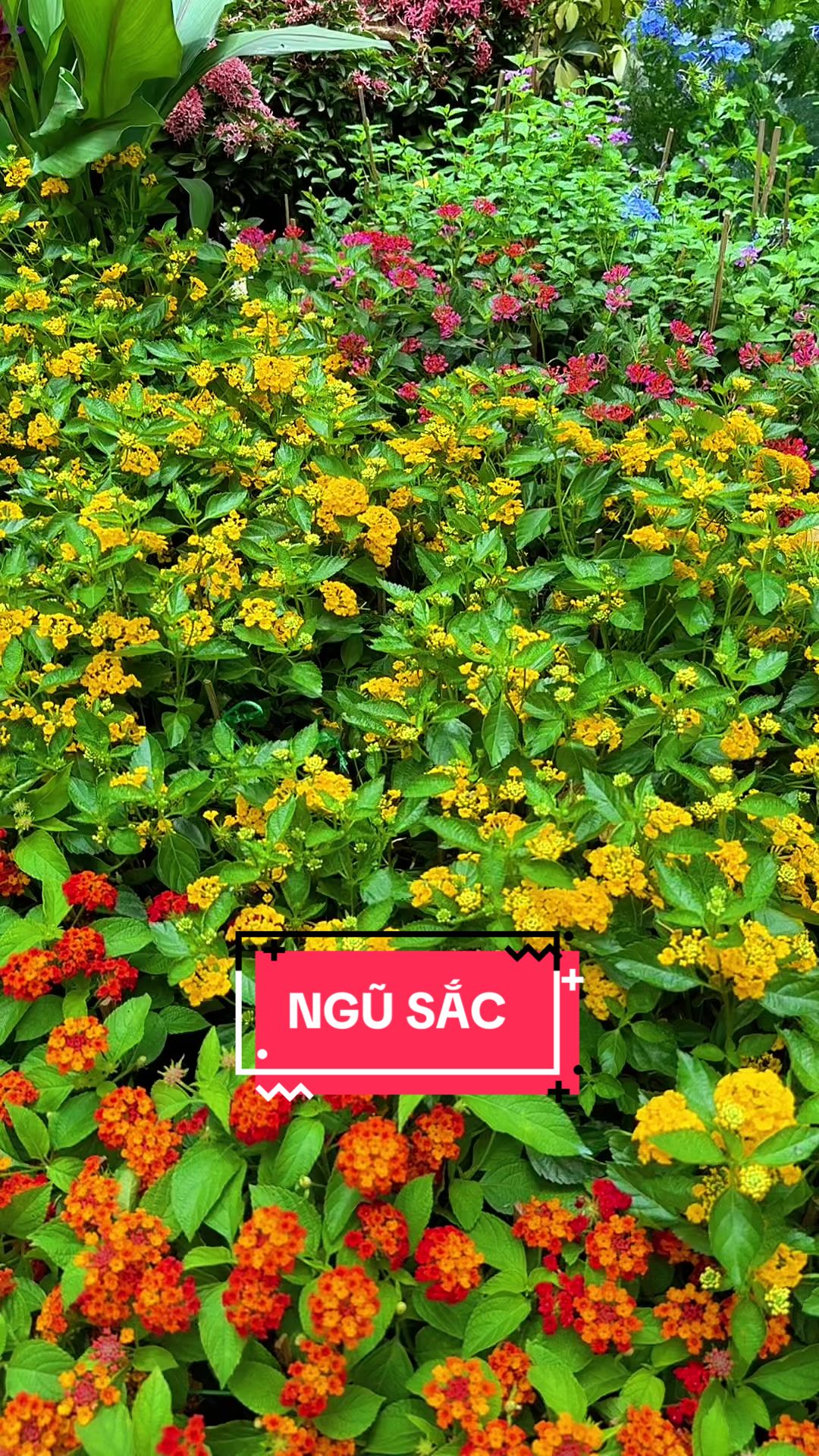 @Cây Xanh Phong Hồng