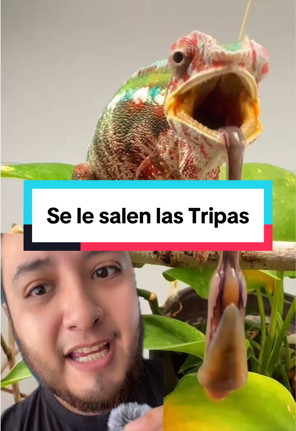 @ReptilMania