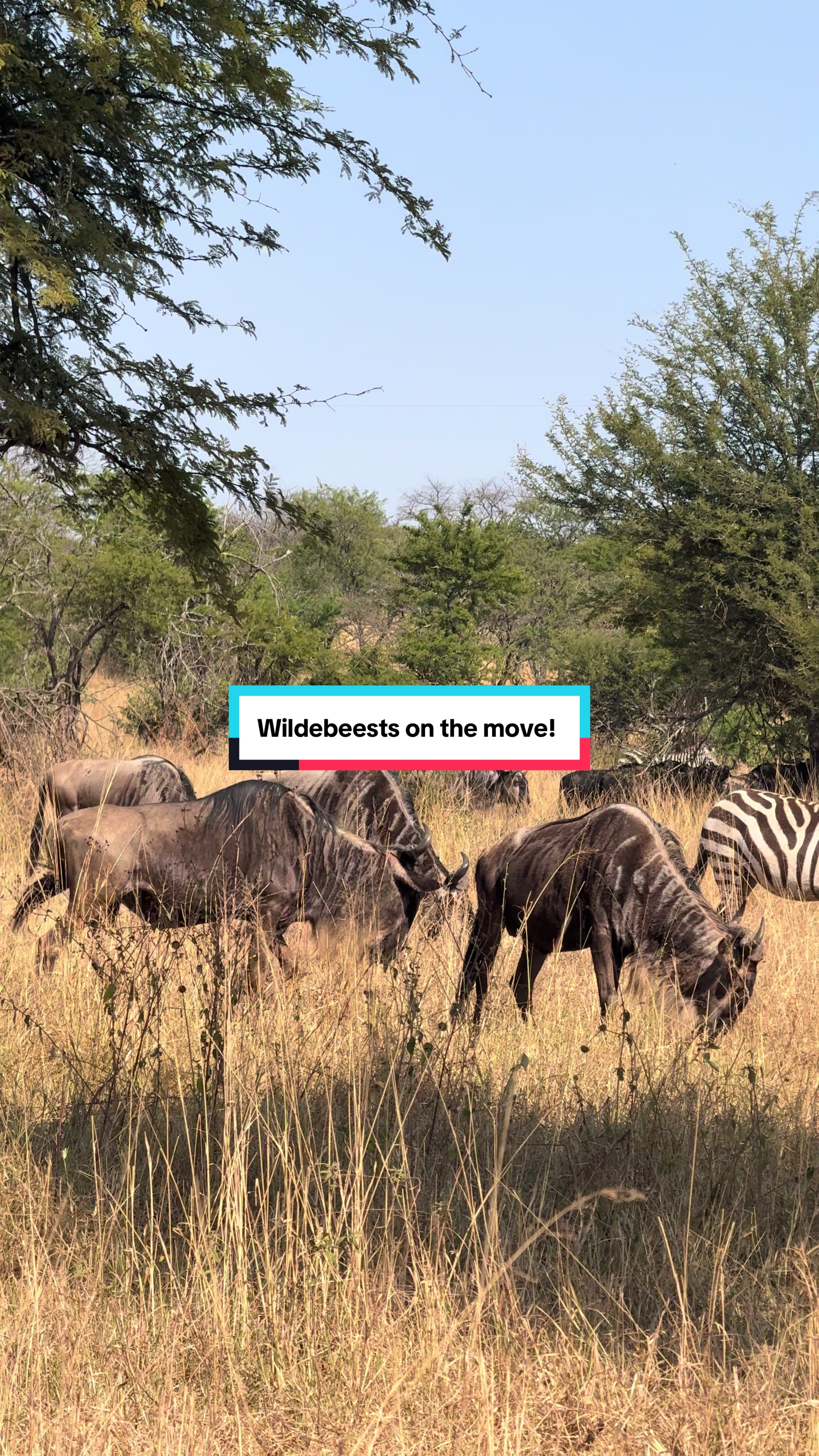 @Milana Tours and Safaris