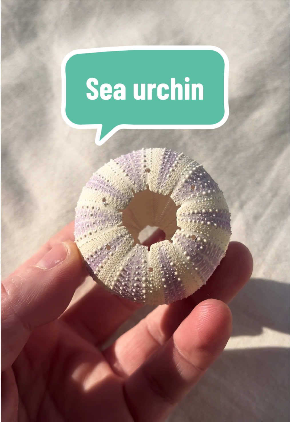 @Dusty J Designs | Shells