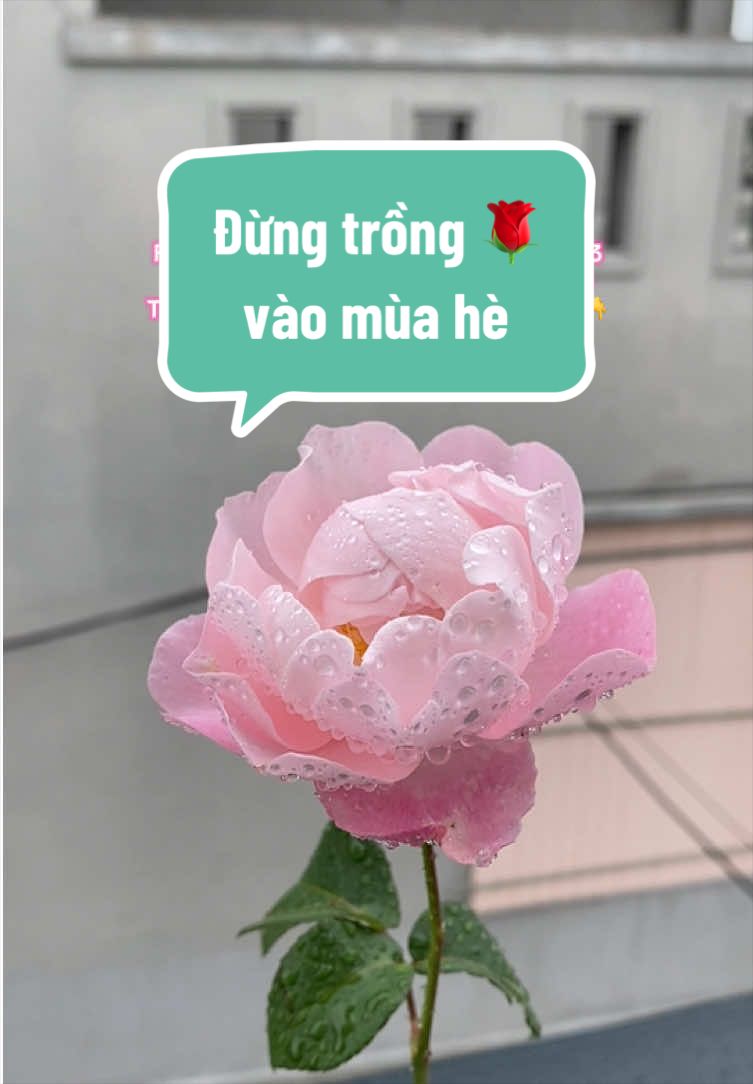 @Gia vị cuộc sống