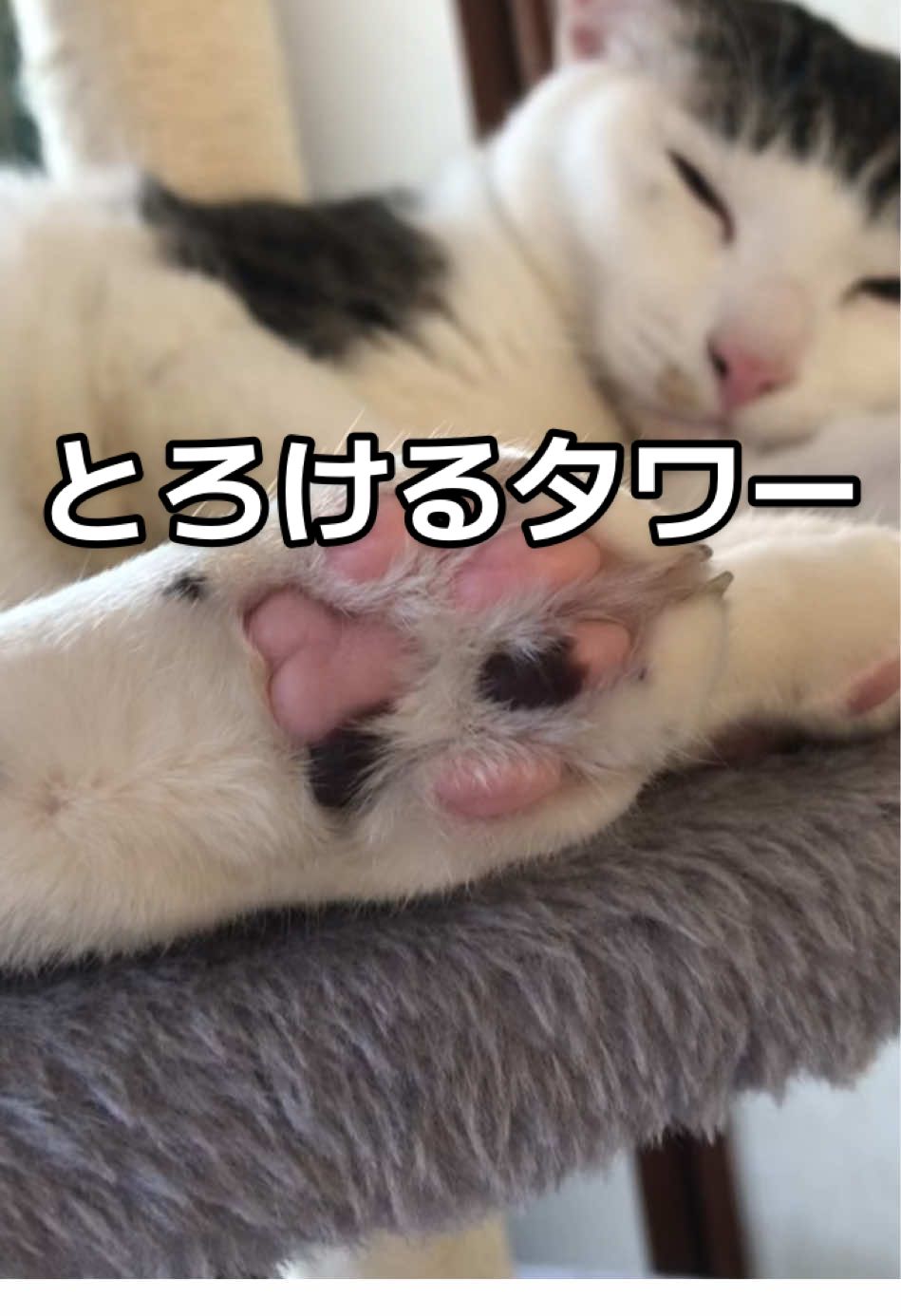@ちょびみぃ兄弟❤︎🫧