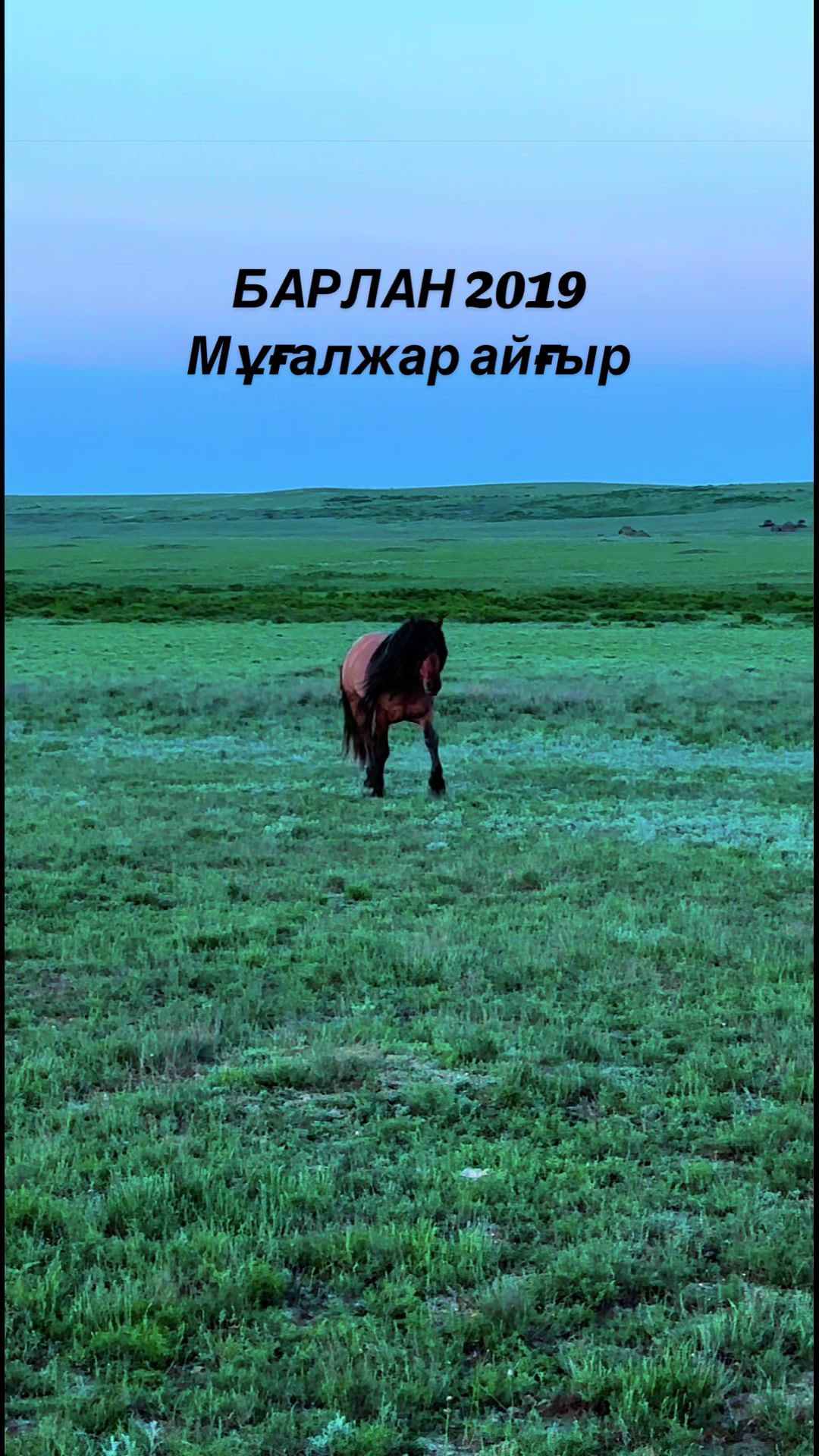 @Мұғалжар жылқысы MZ