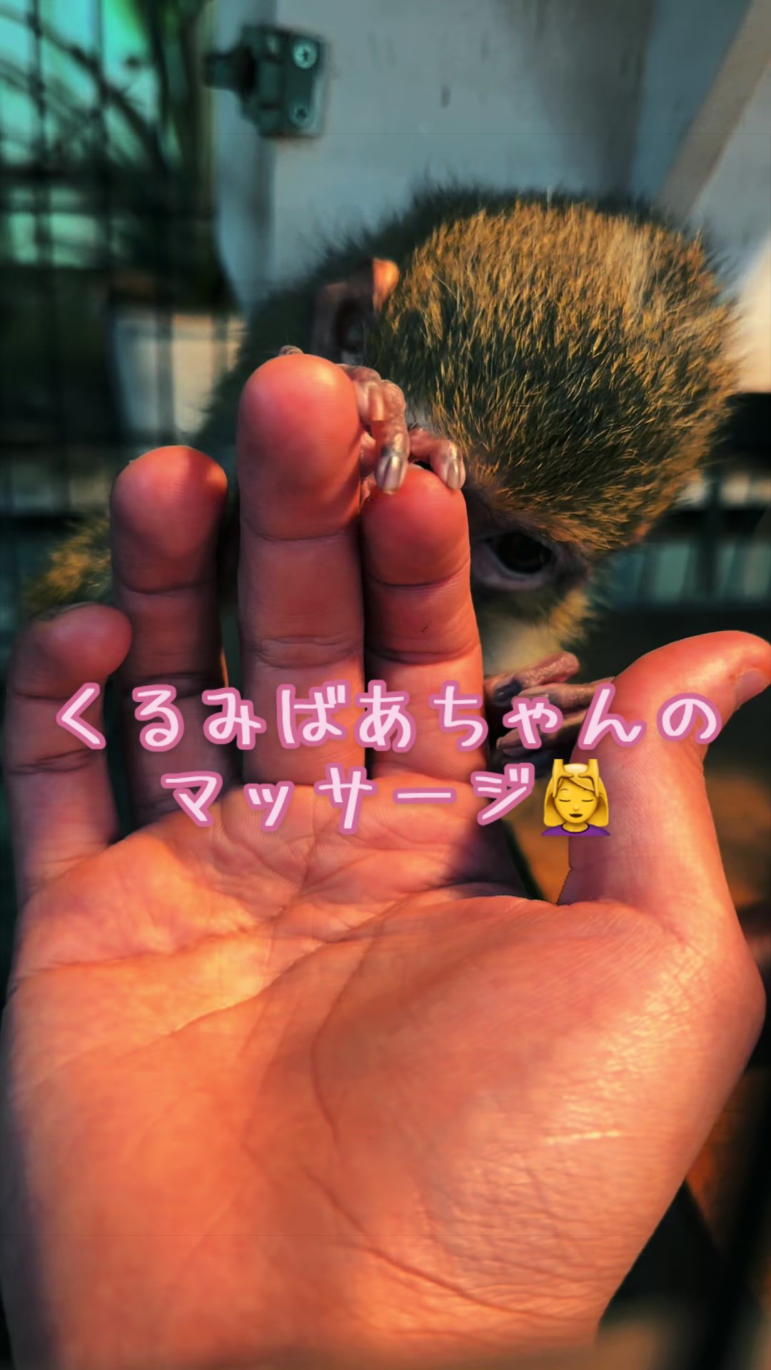 @草津熱帯圏