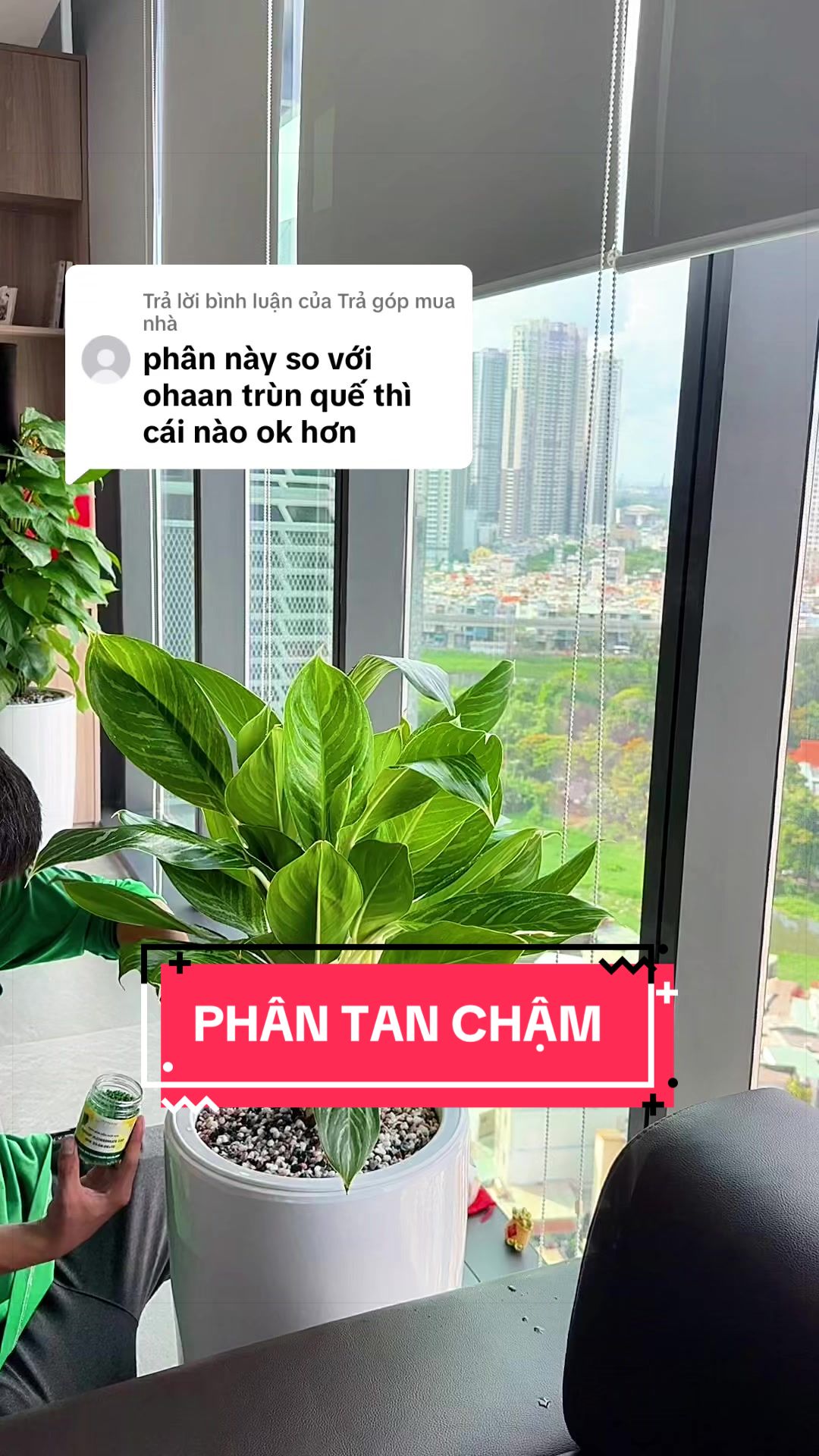 @C&acirc;y Xanh Phong Hồng