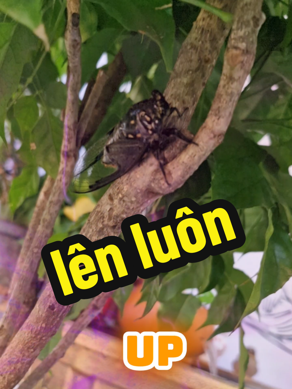 @Hỷ Lạc Du Ký 🇻🇳