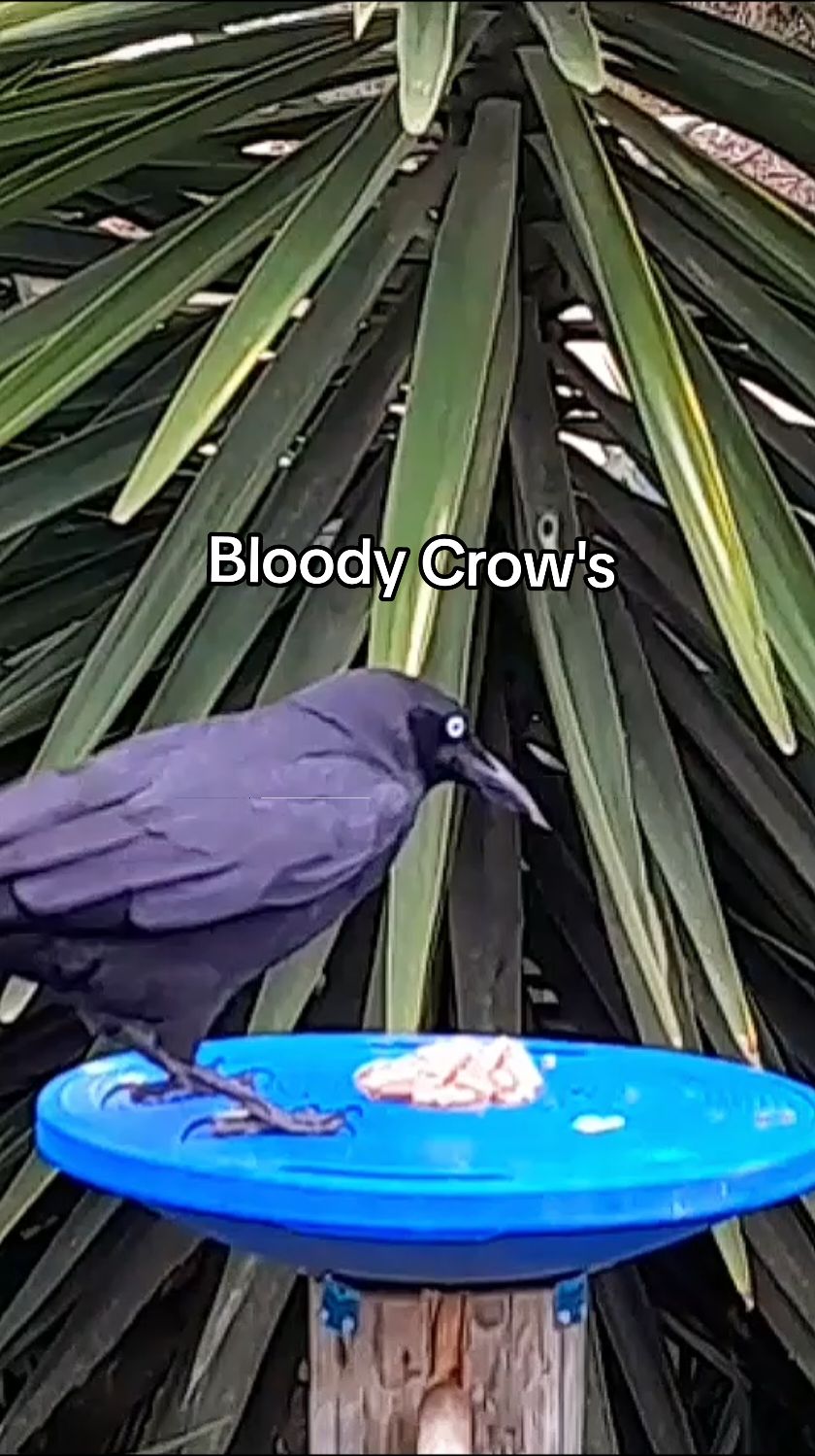 @꧁𝐃𝐚𝐧 𝐃𝐚𝐧𝐢𝐞𝐥𝐬꧂