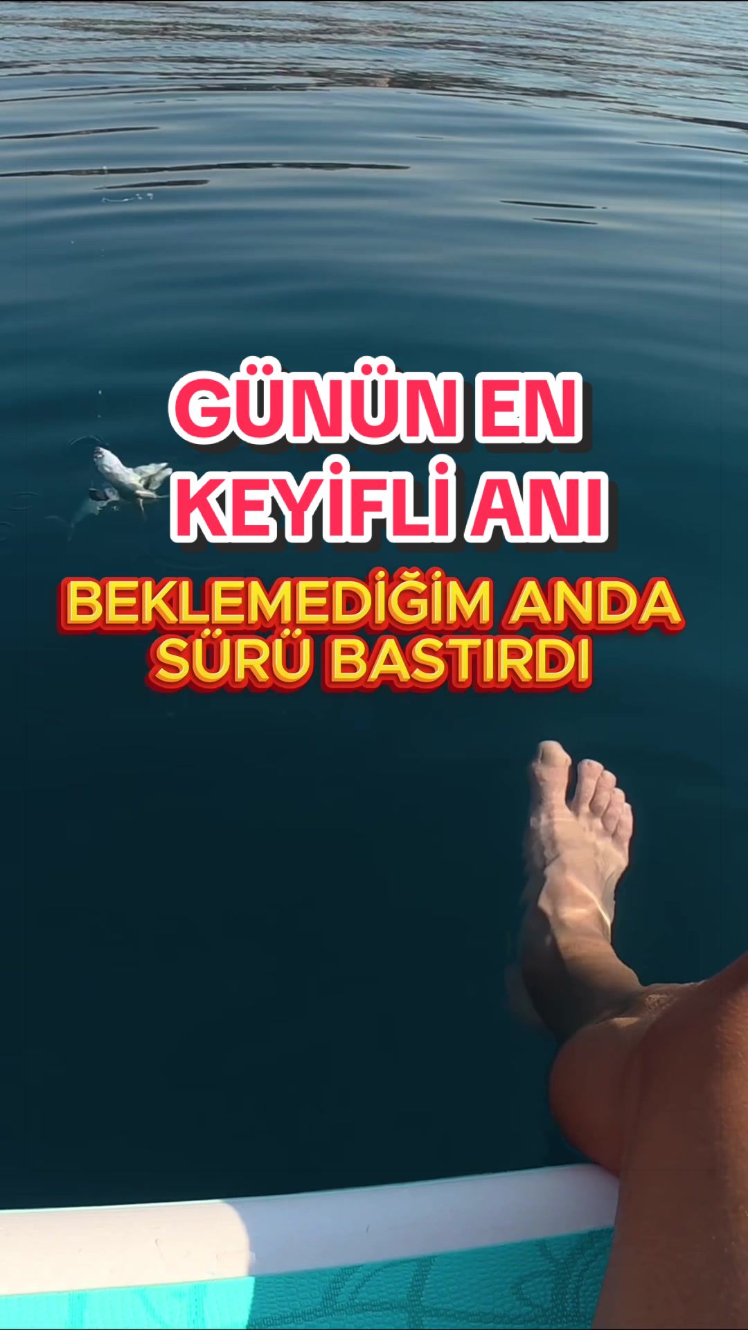 @alptekin