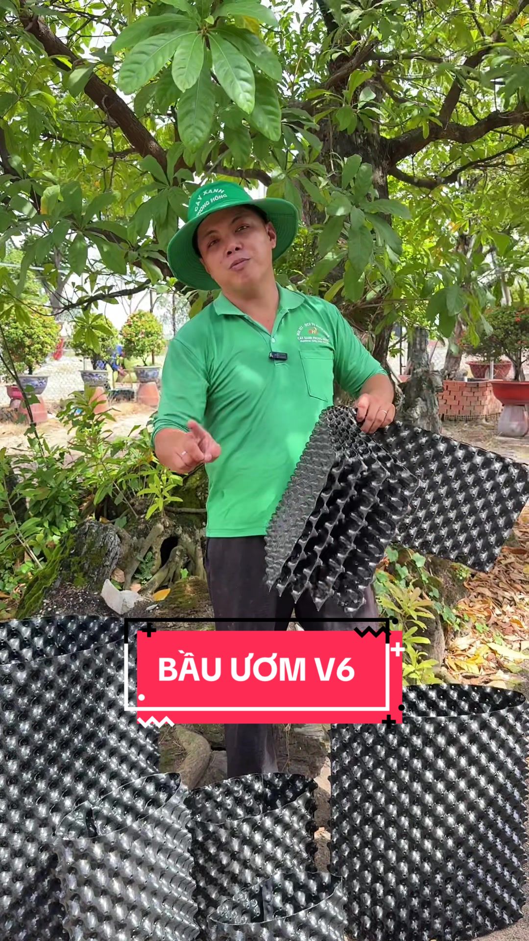@C&acirc;y Xanh Phong Hồng