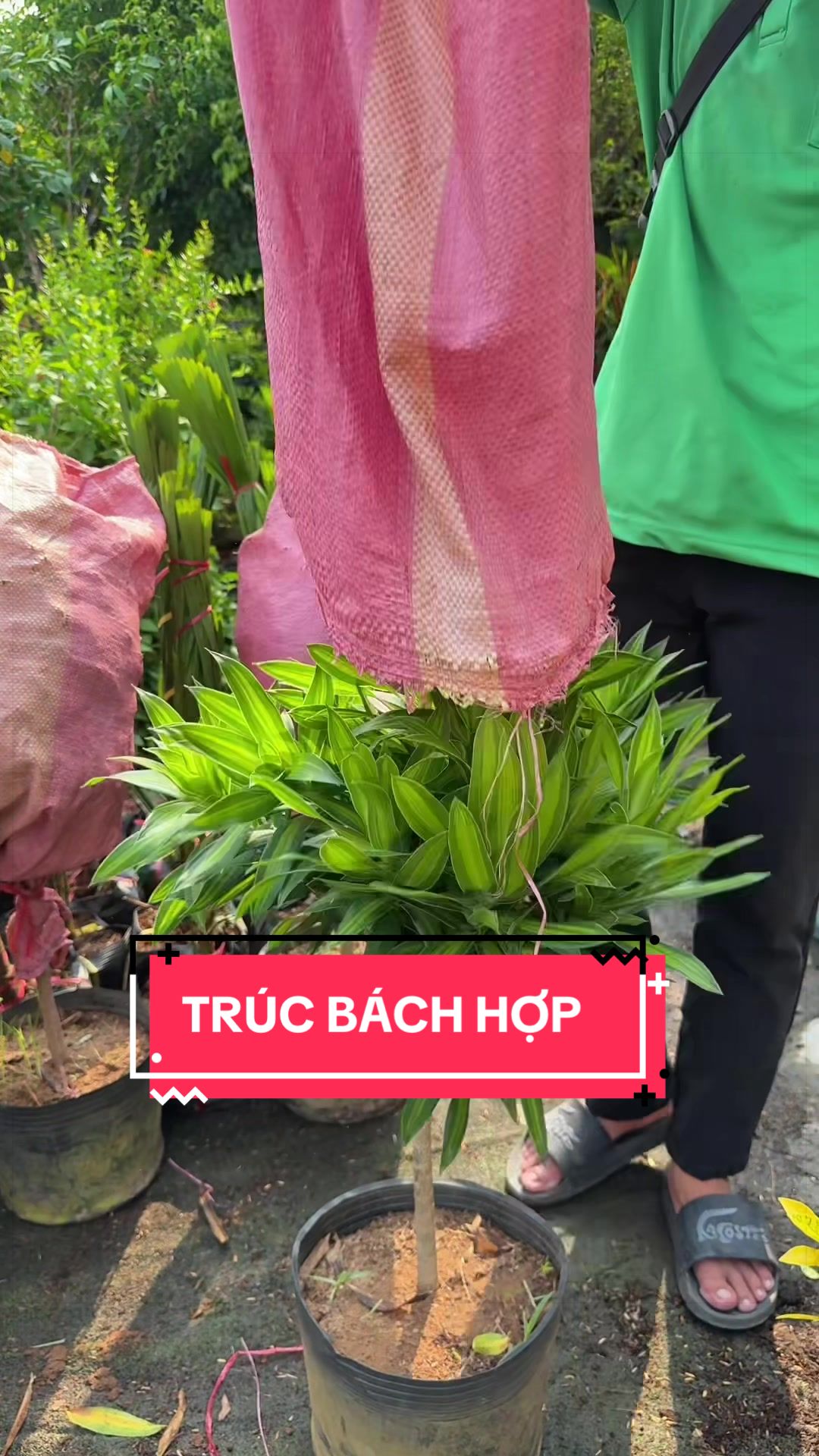 @C&acirc;y Xanh Phong Hồng