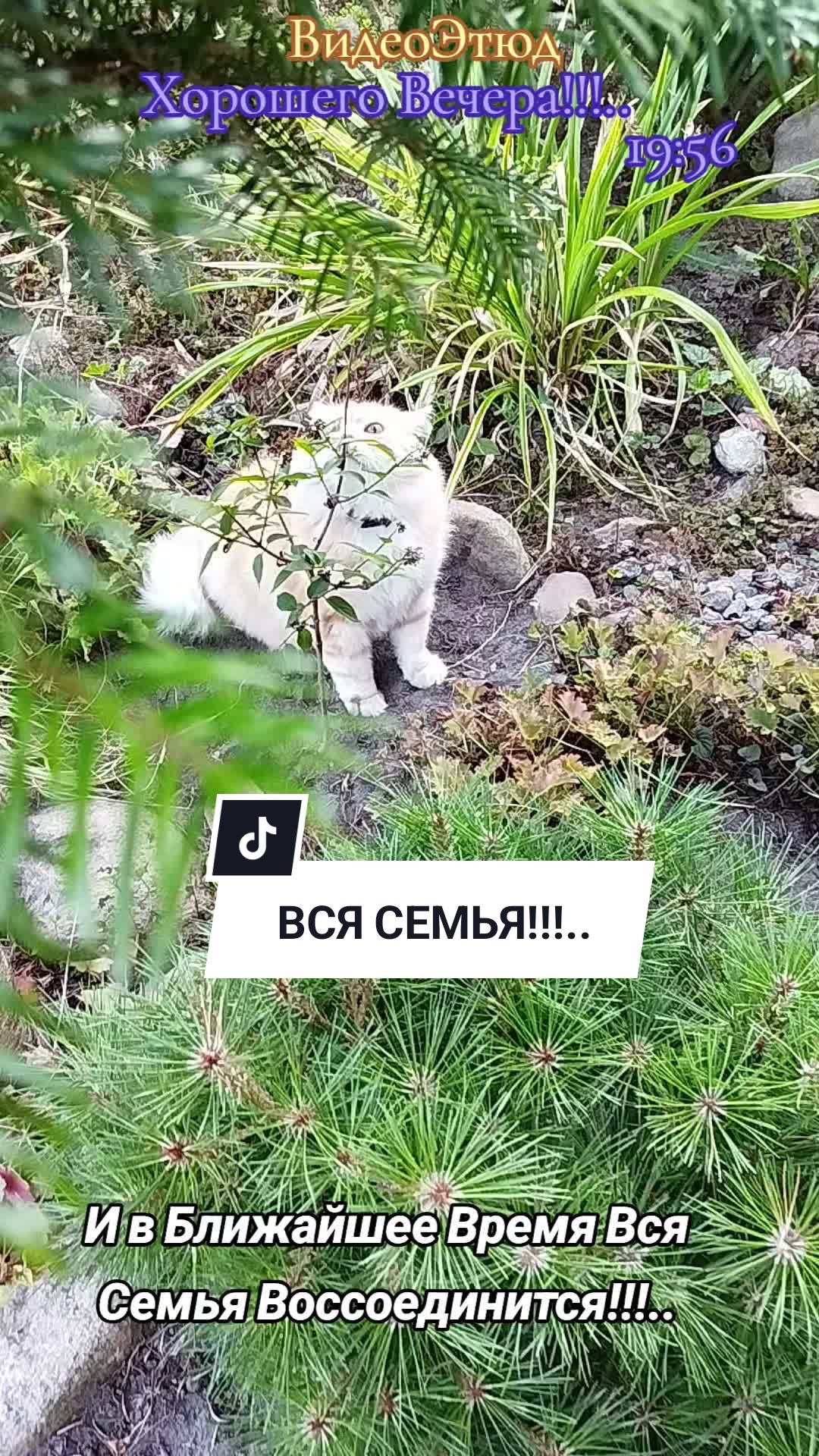 @IRINA