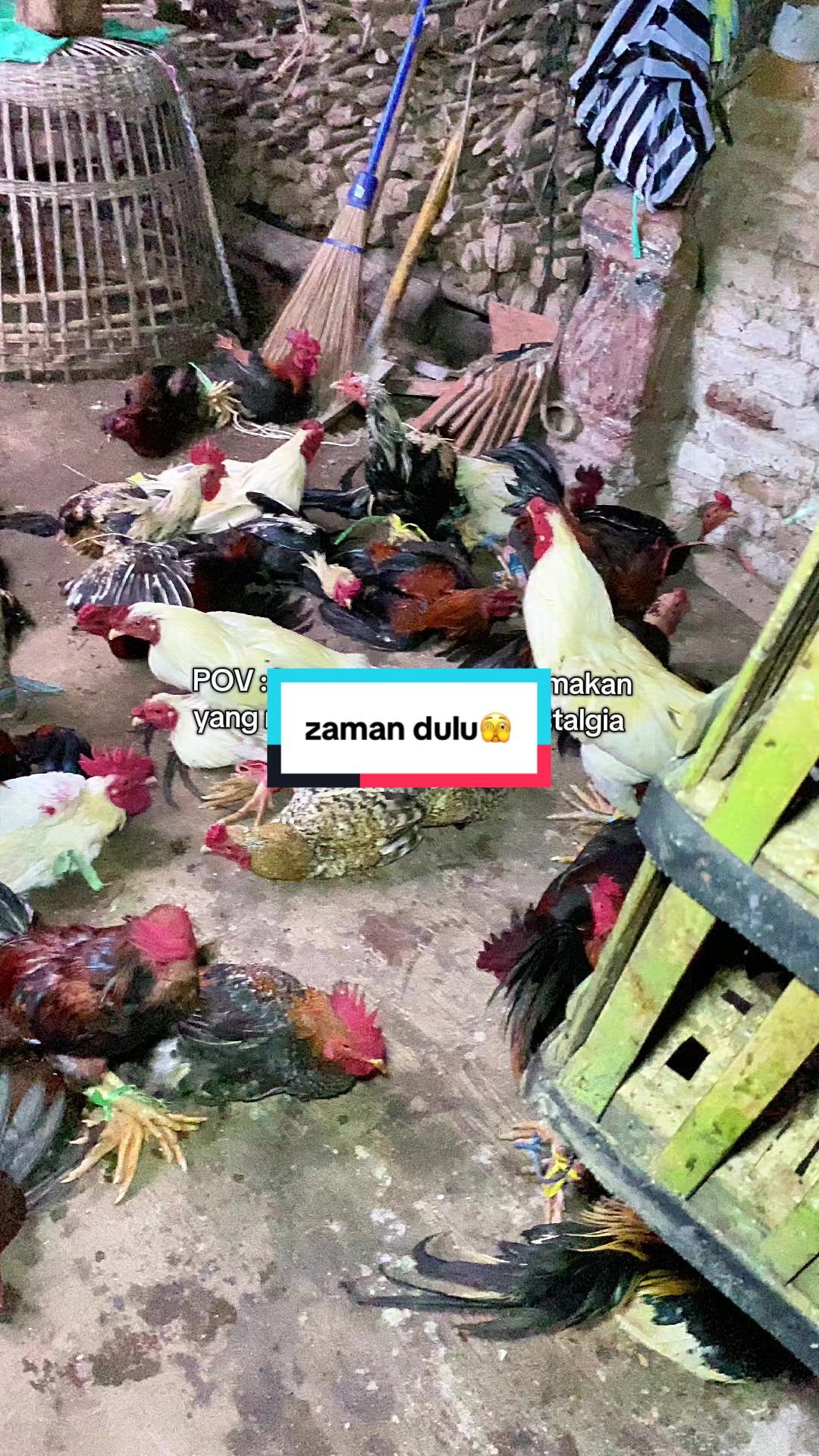 @Ayam Lodho Bu Sri