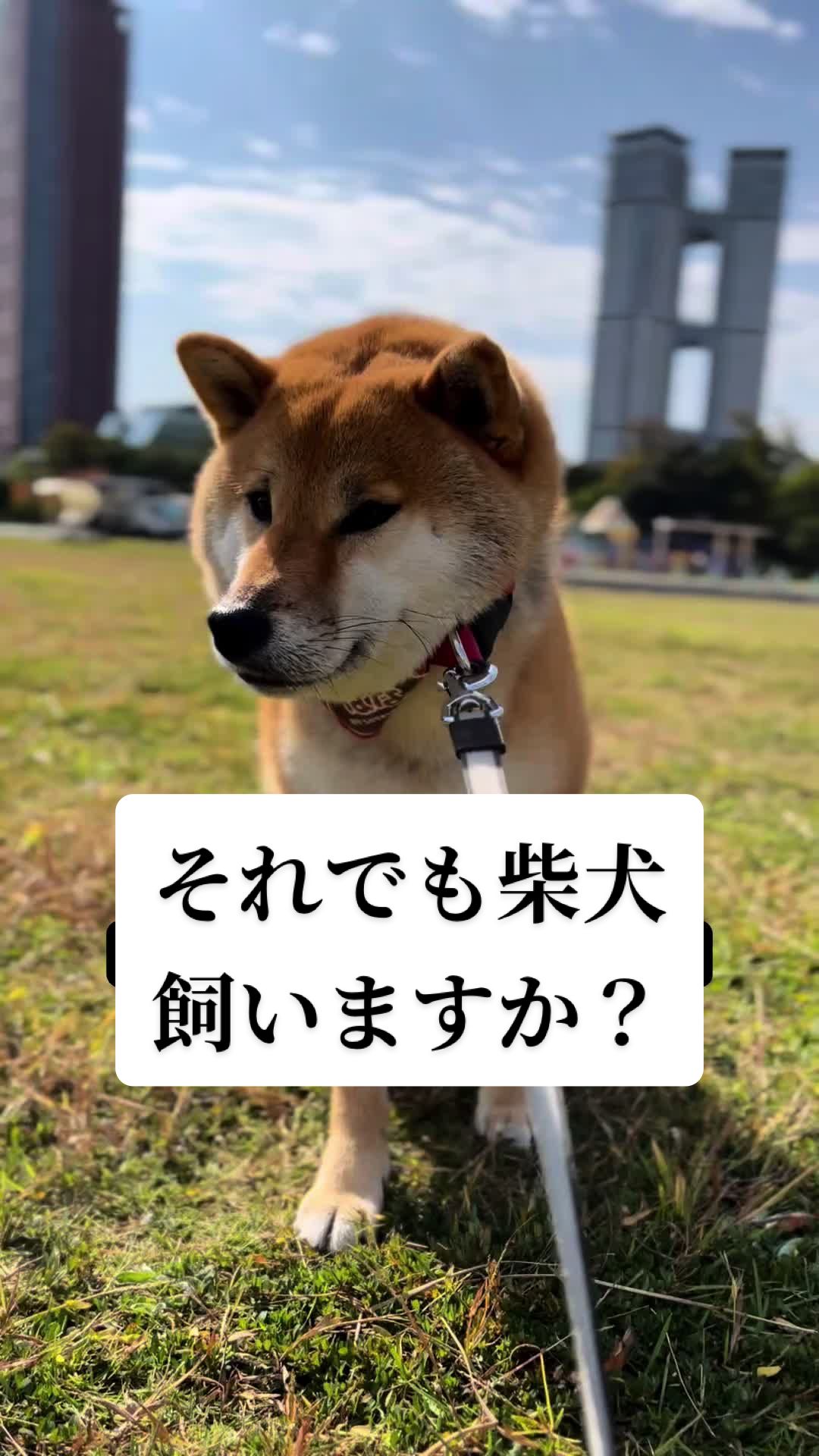 @柴犬はな🐾
