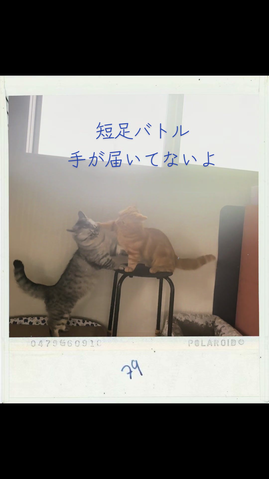 @大福兄弟😽