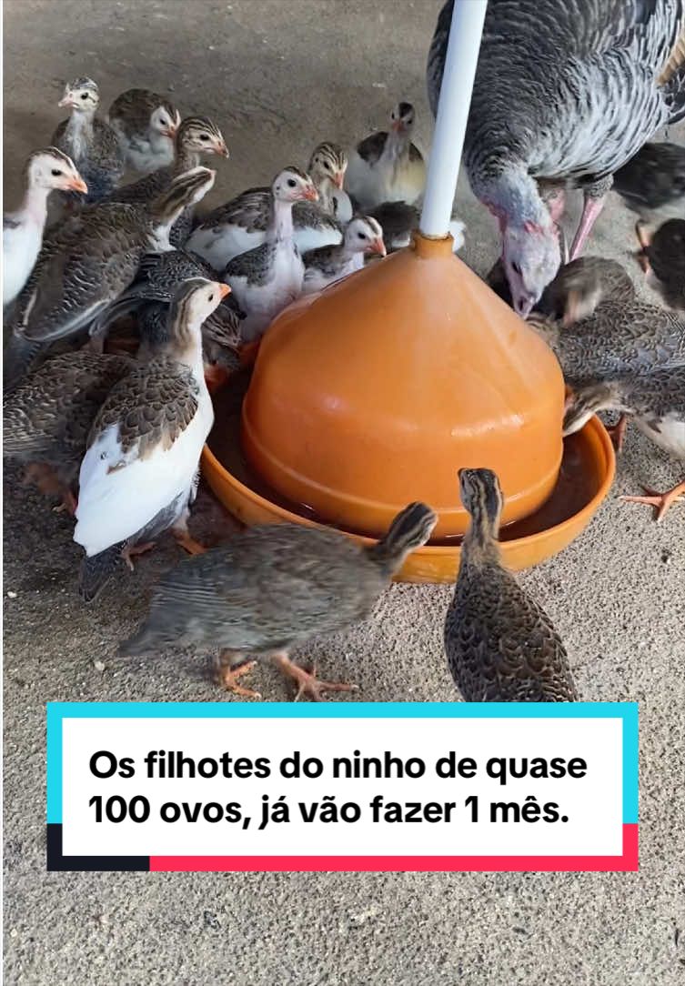 @Fernando Luiz