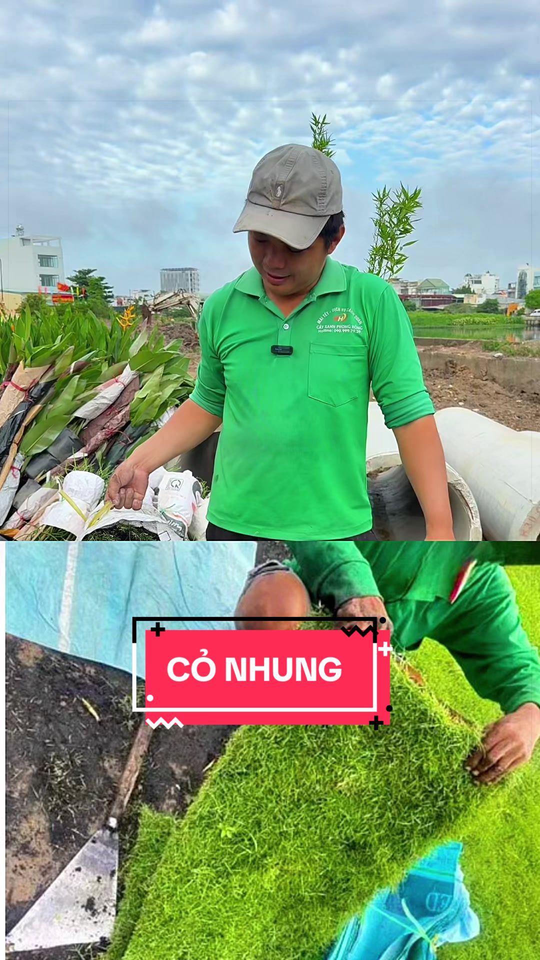 @Cây Xanh Phong Hồng