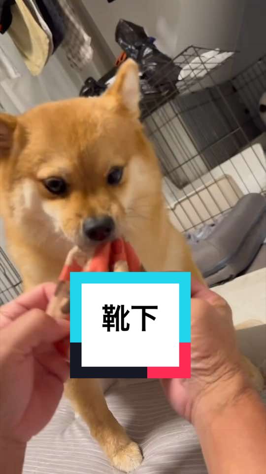 @🐶とん&ぺっぺこぺー🦊