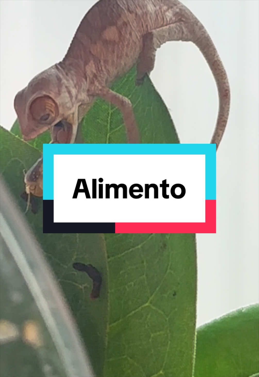 @ReptilMania