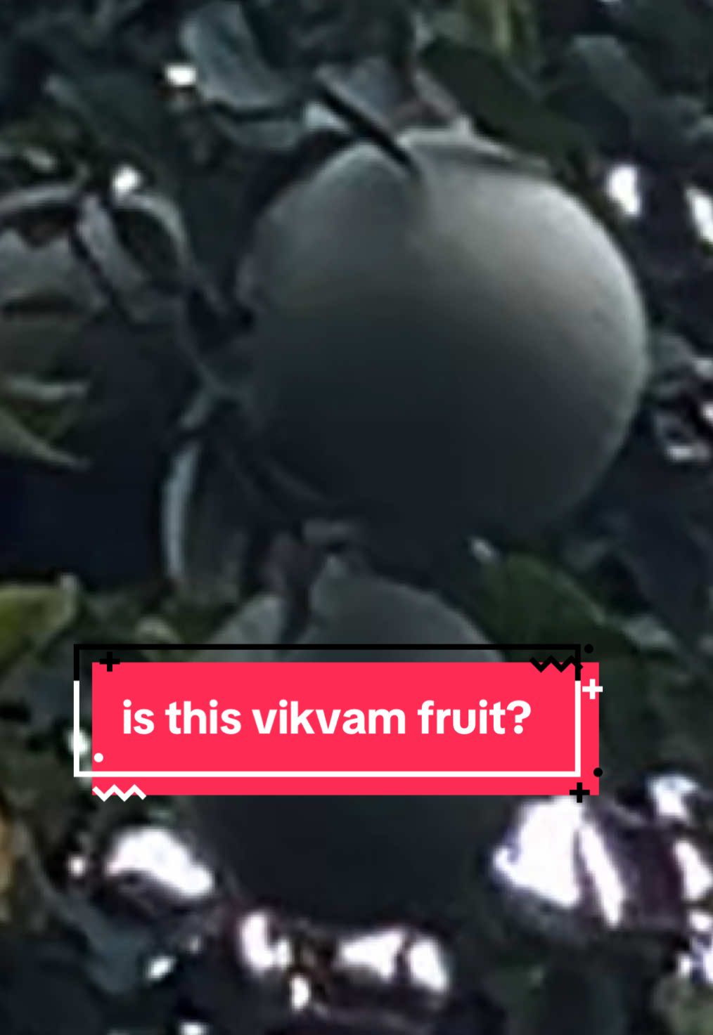 @Thevaraany K