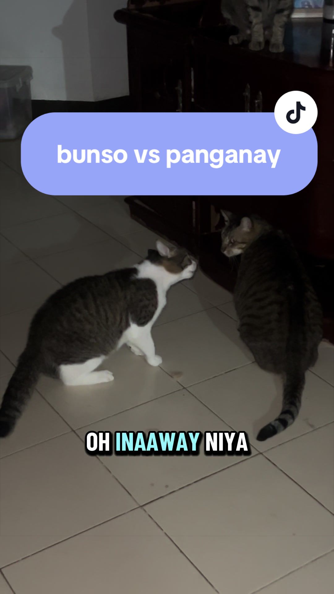 @17meows