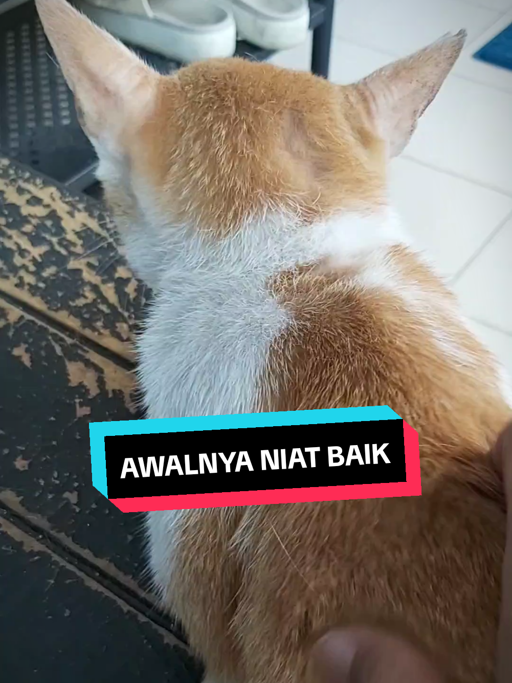 @meoweverydays