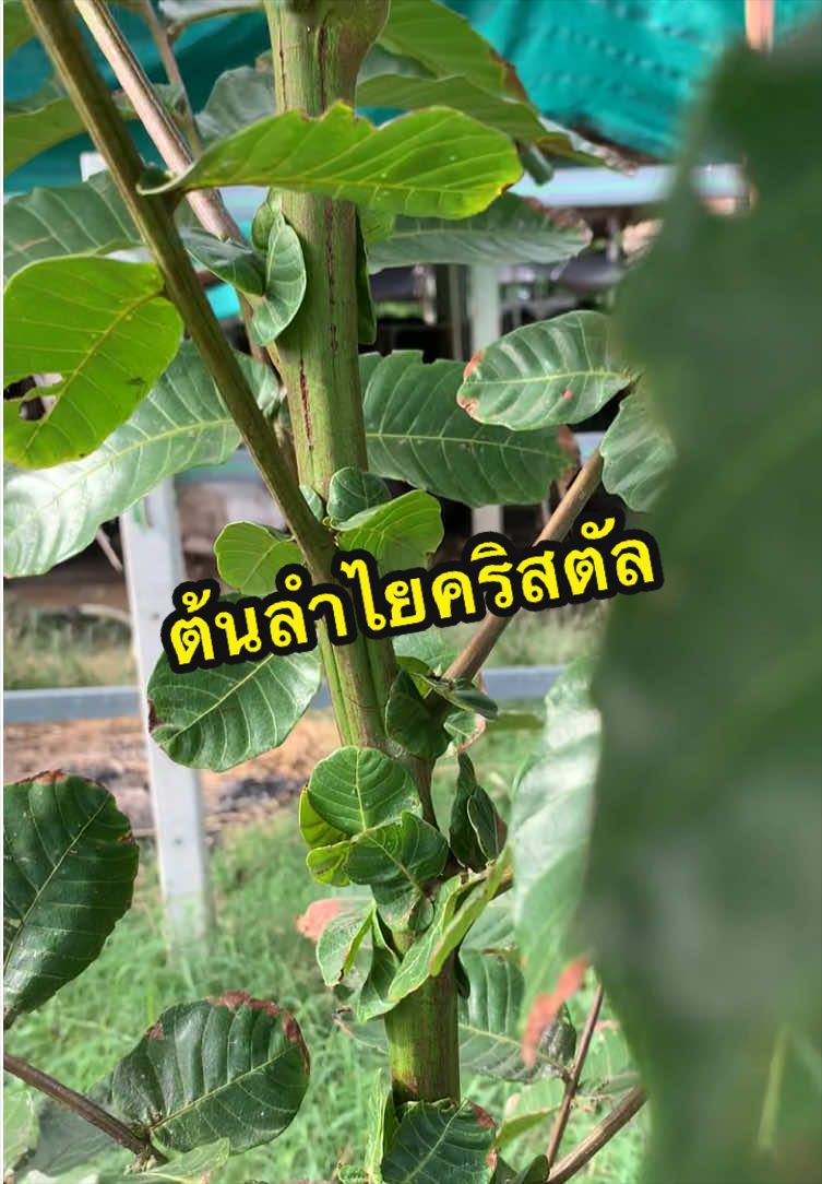 @แม่ปุ๊🦿มารีวิว