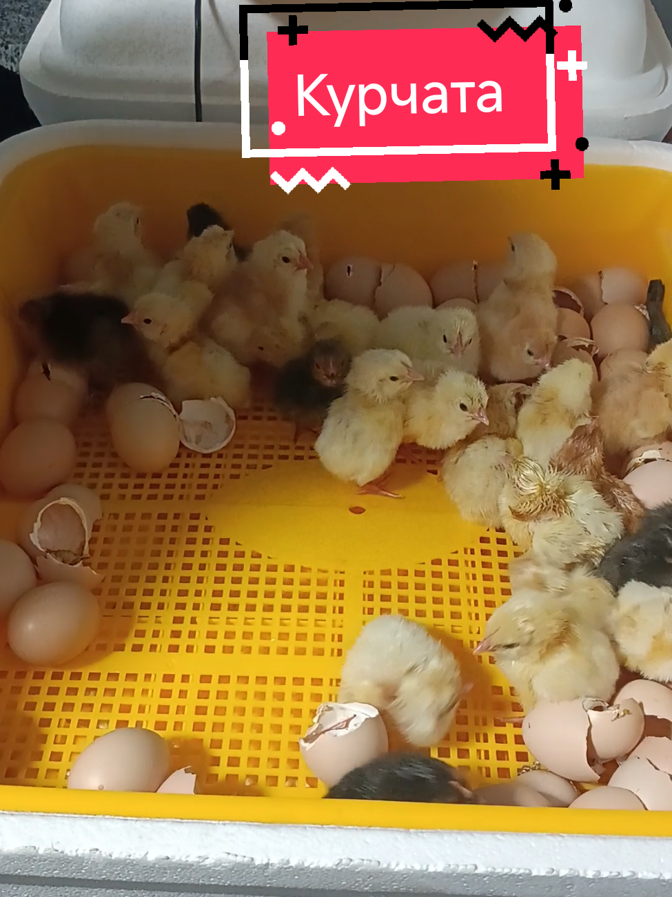 @Олег Янішевський