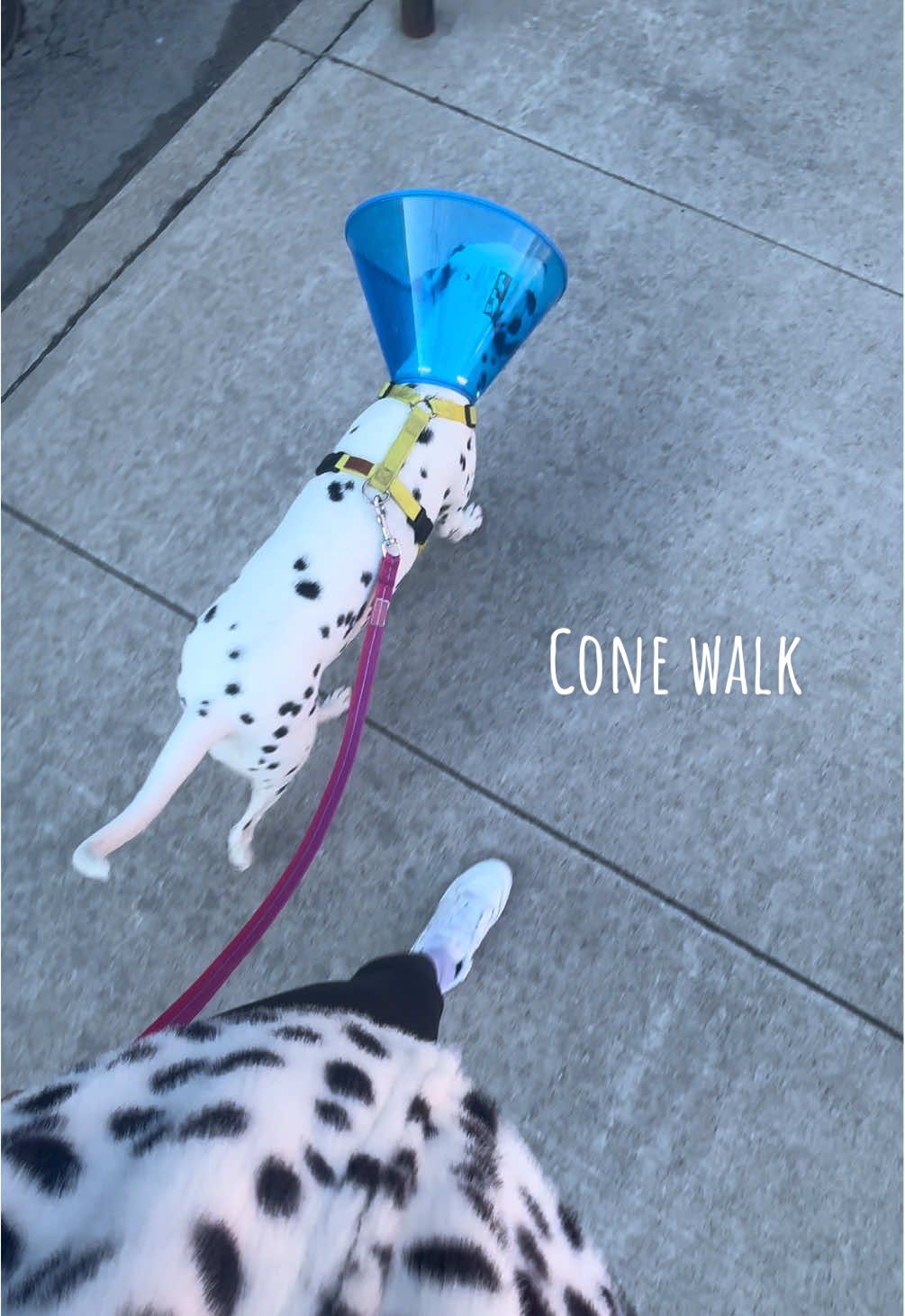 @Nevada the Dalmatian