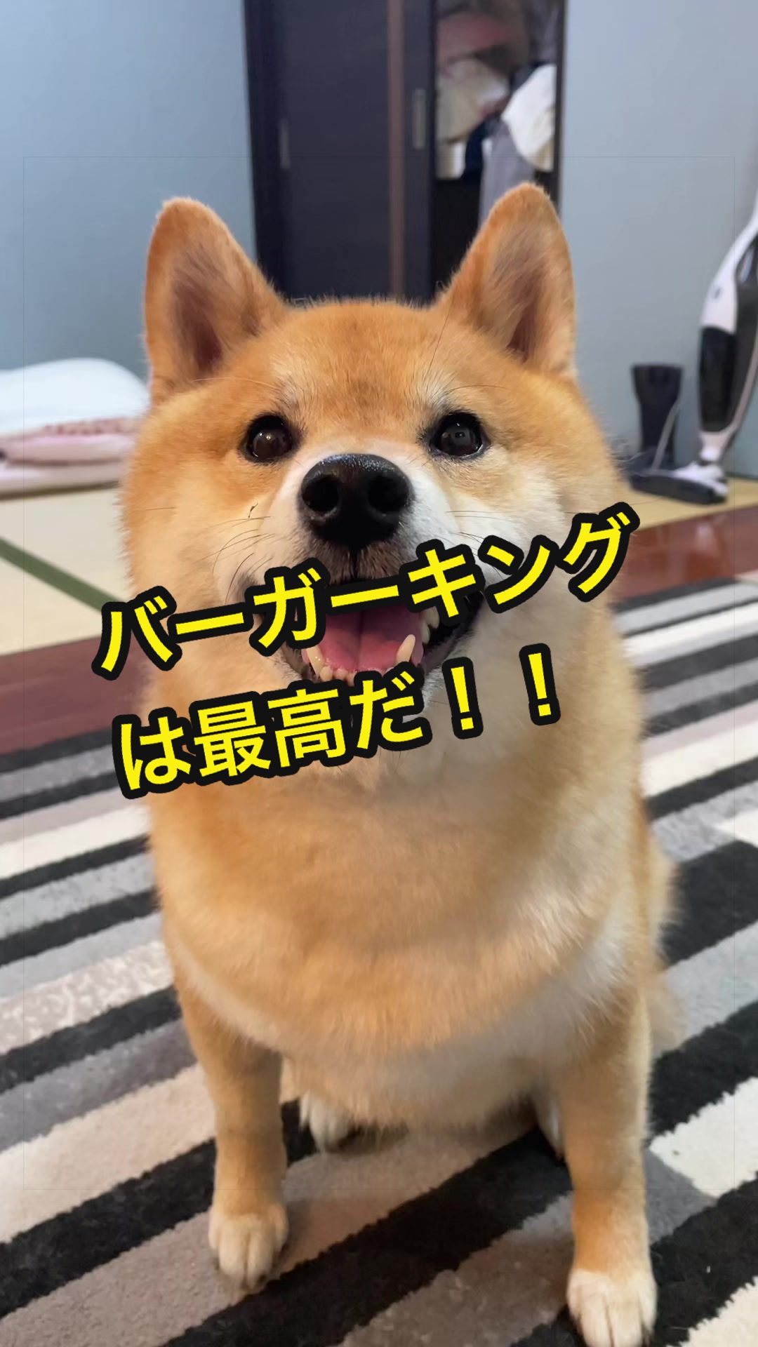 @特に柴犬が好きな人