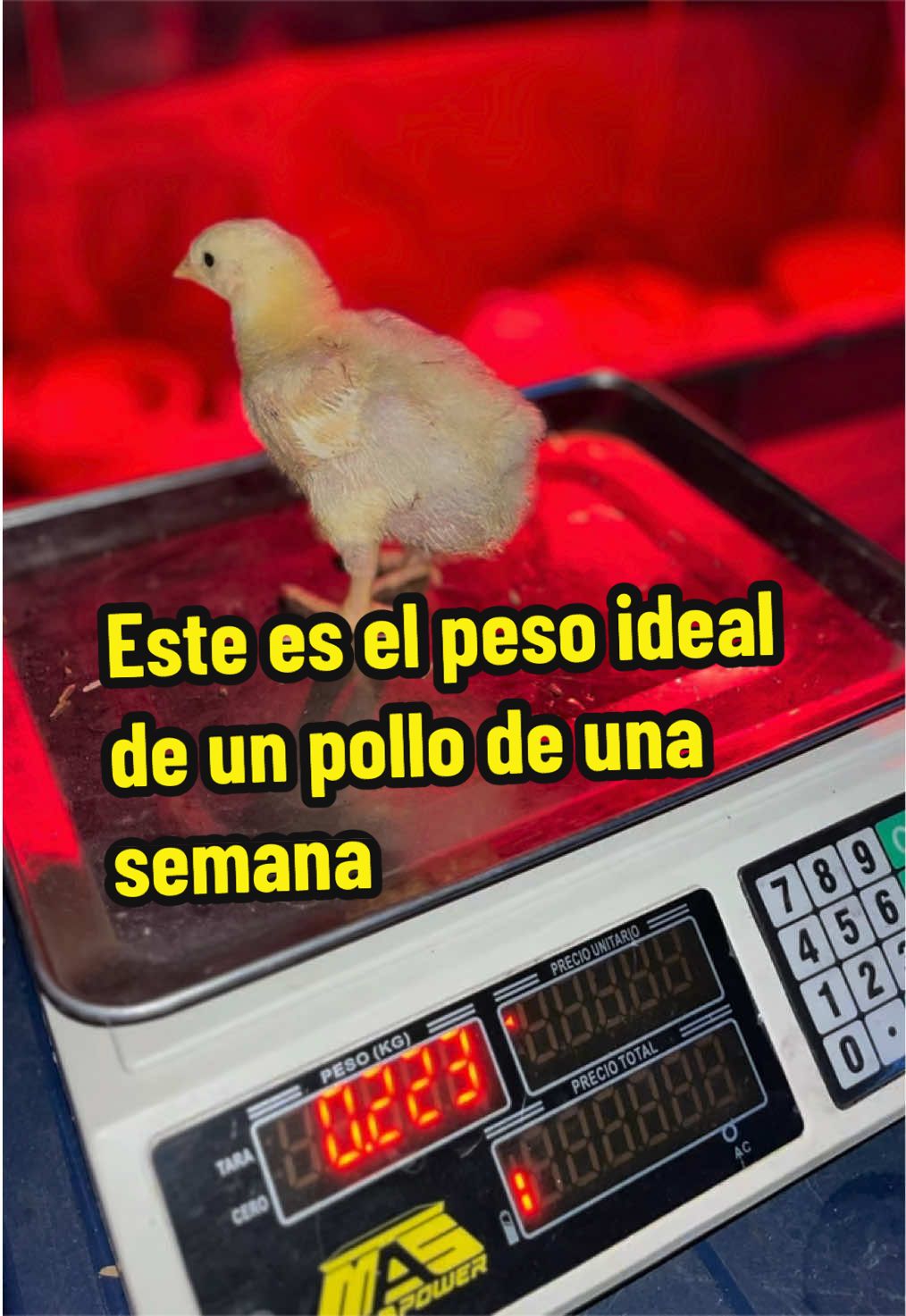 @elmagnatedelospollos