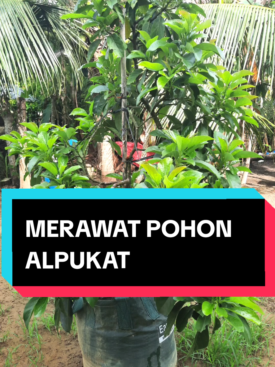 @🏳Swara Mahardika🏳