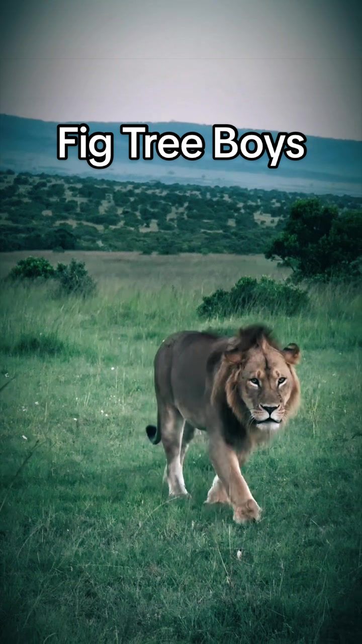 @Nai | LION EXPERT 🌍