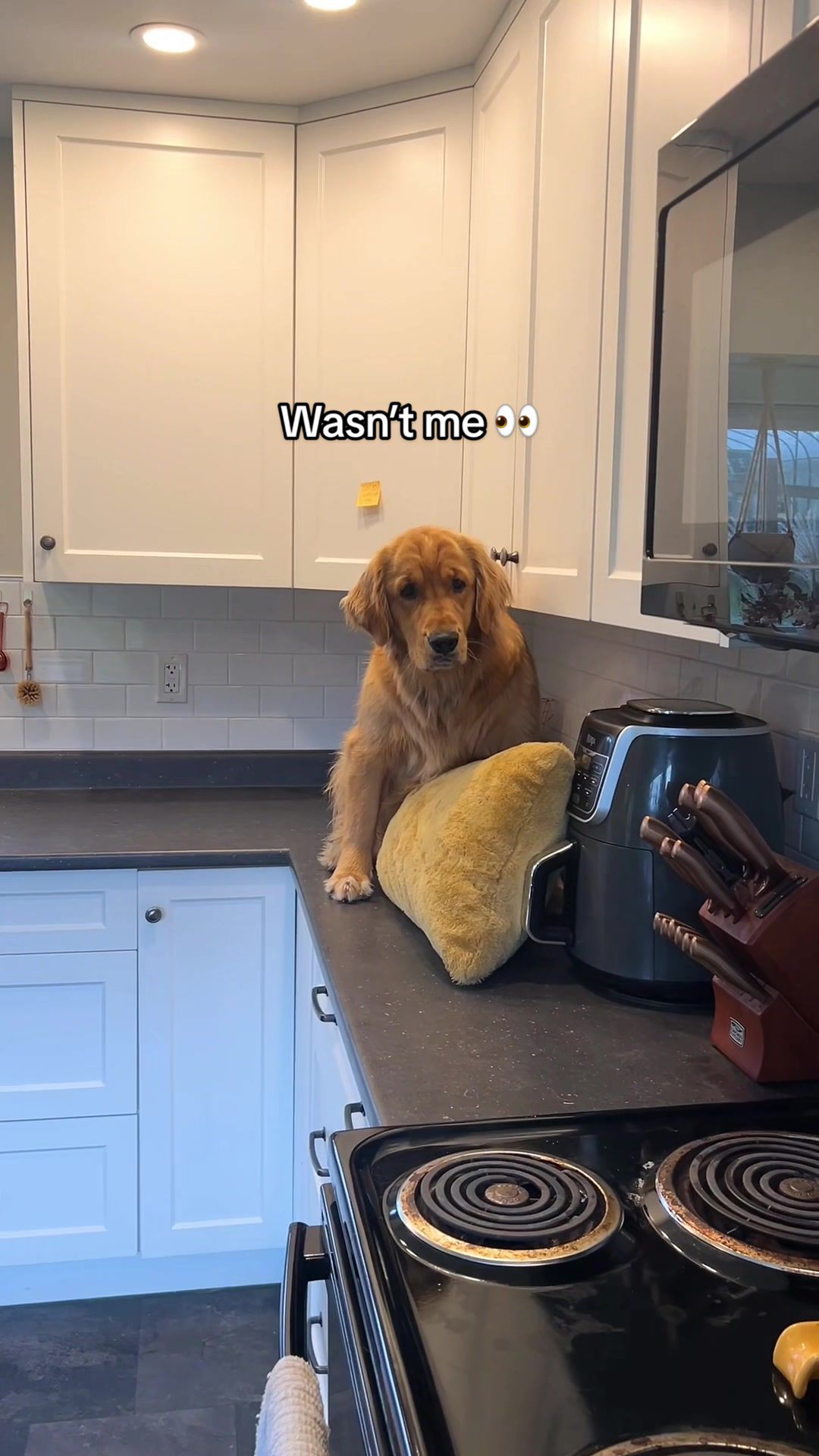 @Pacha and Bucket the Goldens
