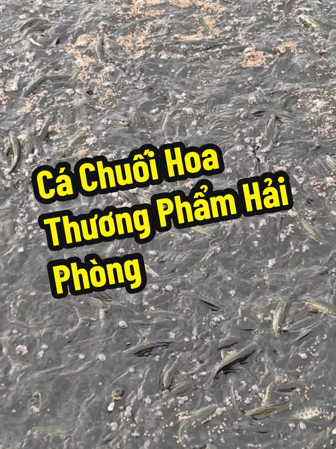 @C&aacute; Chuối Hoa