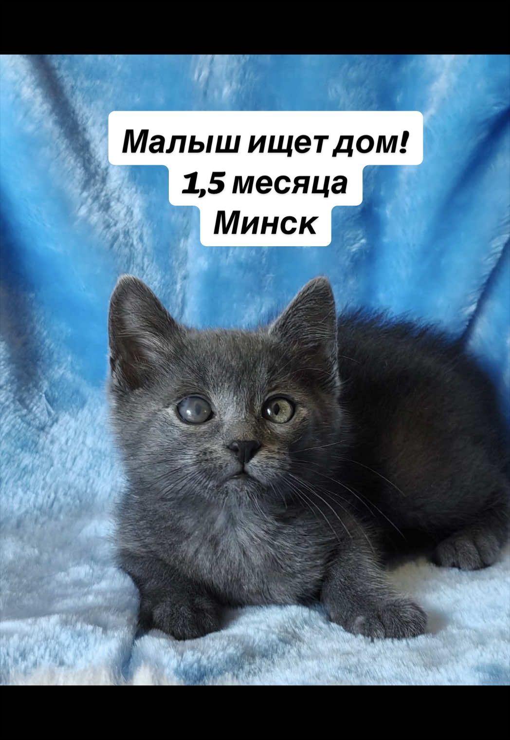 @Котята в дар!
