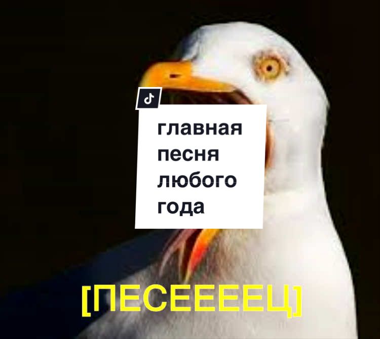 @rin dia