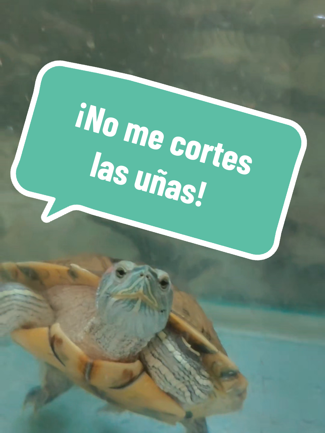 @Tortubalance