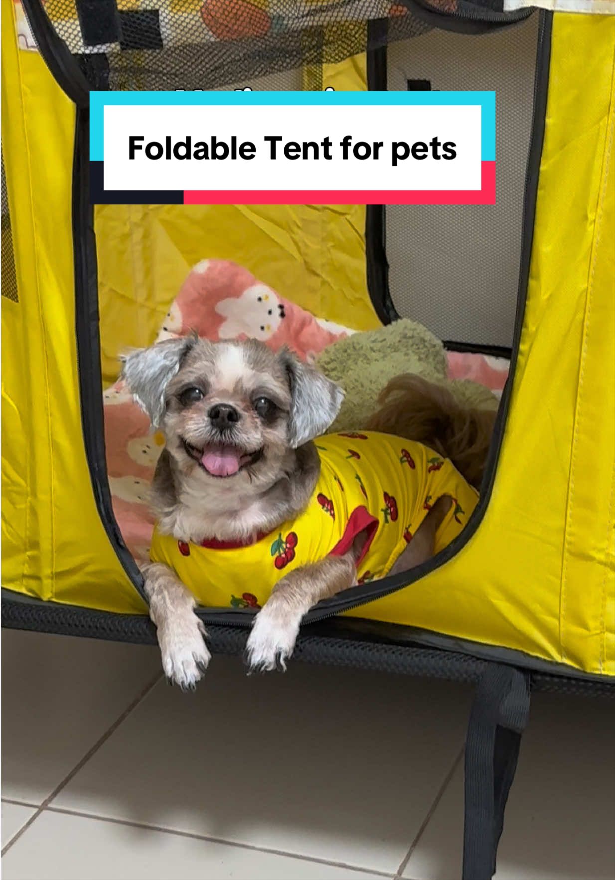 @Nella and Lucky the Shih🐶