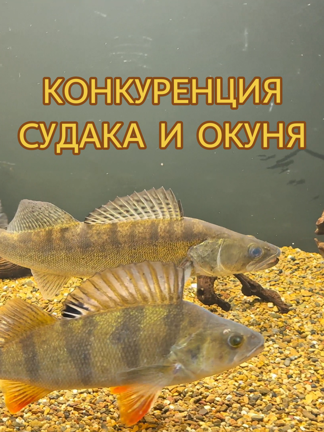 @Судак в Аквариуме