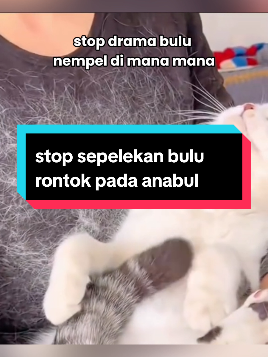 @dunia kucing