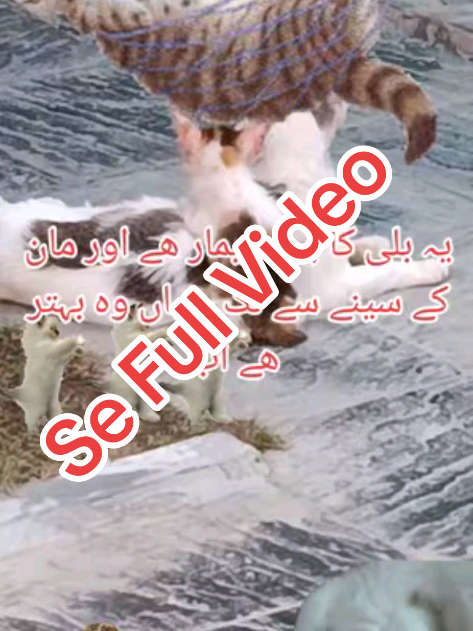 @🌟🇵🇰Gohar_e_Nayab🇵🇰🌟