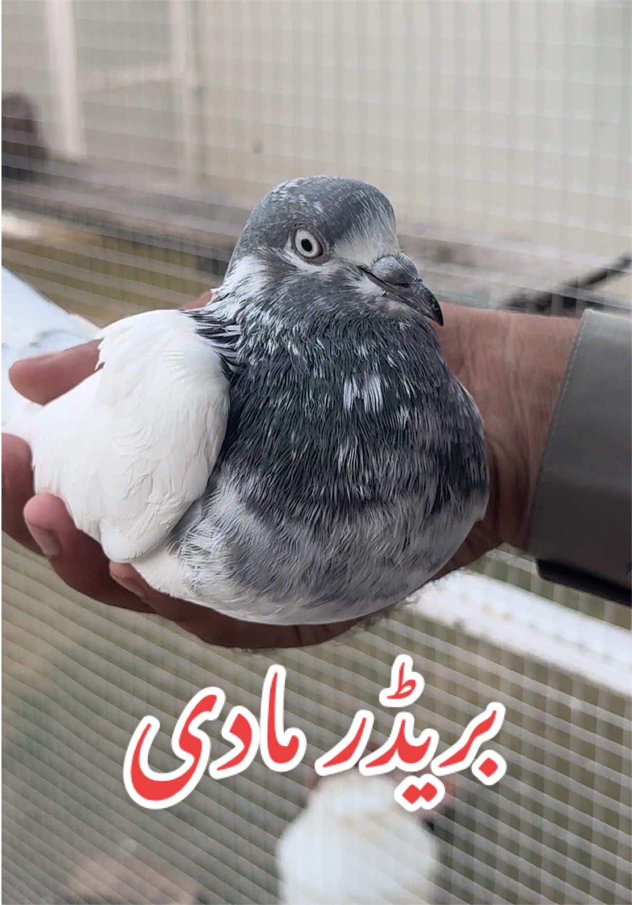 @Aero Pigeons Club